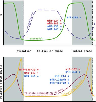 Endocrine Regulation in the Ovary by MicroRNA during the Estrous Cycle